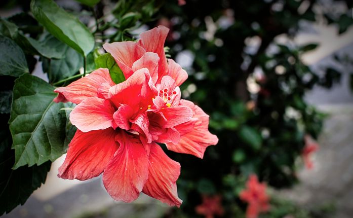 【音乐】《朱槿花》——“为火红的新时代歌唱”